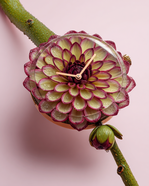 Dahlia flower as a wristwatch